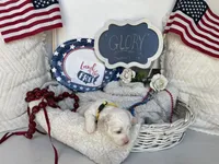 GLORY, a female Cavachon for sale in Tucson, AZ – 6 of 10