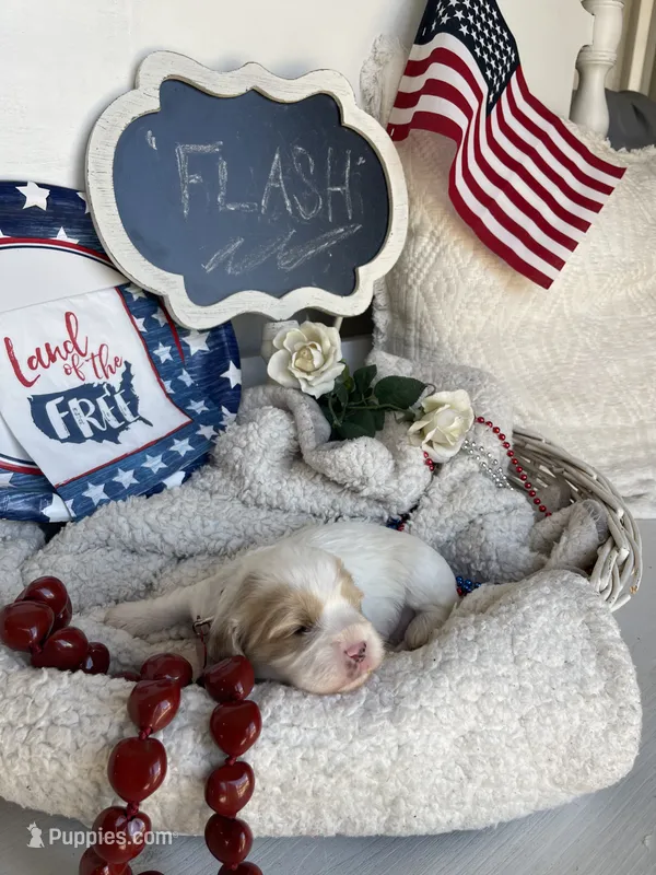 FLASH – Cavachon puppy for sale in Tucson, AZ