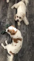 MIA, a female Cavachon for sale in Tucson, AZ – 10 of 10