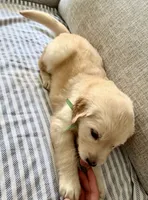 Teal, a female Golden Retriever for sale in Miami Lakes, FL – 2 of 2