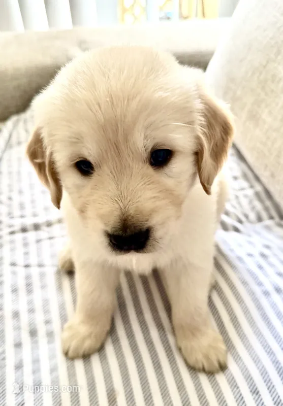 White – Golden Retriever puppy for sale in Miami Lakes, FL