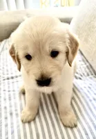 White, a male Golden Retriever for sale in Miami Lakes, FL – 1 of 2