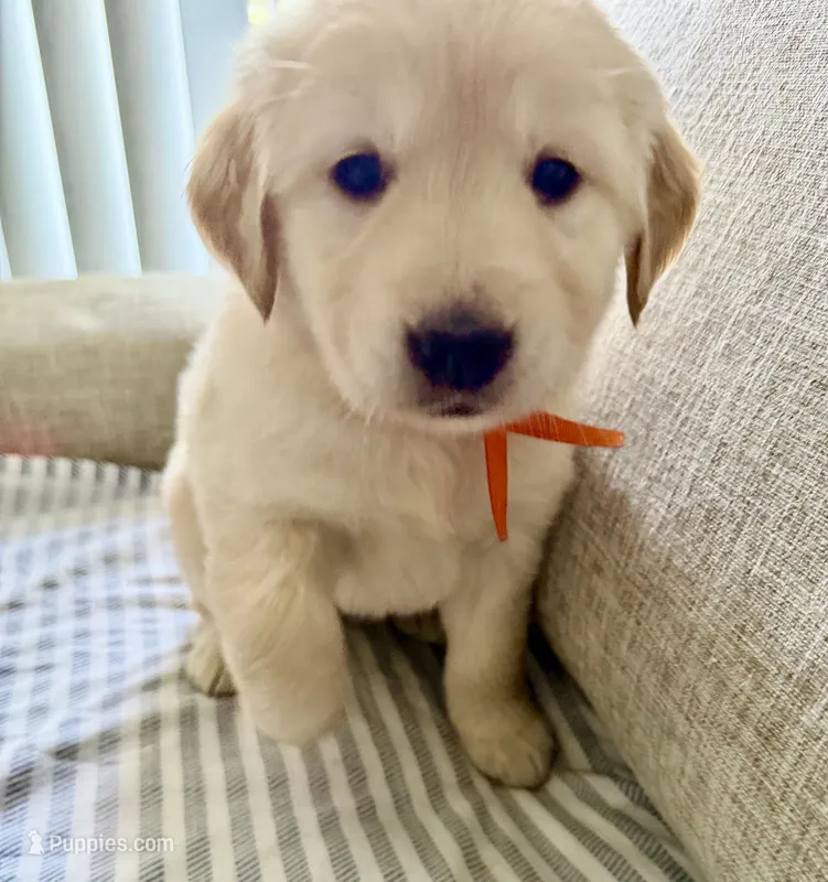 Orange – Golden Retriever puppy for sale in Miami Lakes, FL
