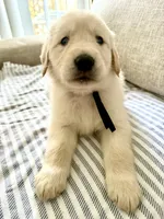 Blue, a male Golden Retriever for sale in Miami Lakes, FL – 2 of 2