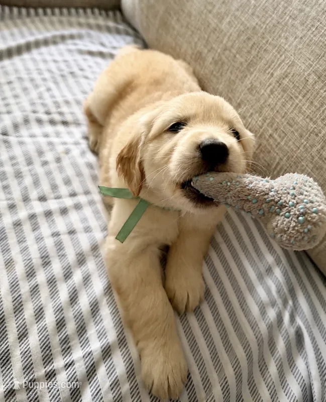 Teal – Golden Retriever puppy for sale in Miami Lakes, FL