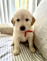 Pink, a female Golden Retriever for sale in Miami Lakes, FL – 2 of 2