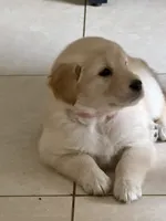 Rose, a female Golden Retriever for sale in Miami Lakes, FL – 3 of 3