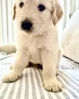 White, a male Golden Retriever for sale in Miami Lakes, FL – 2 of 2