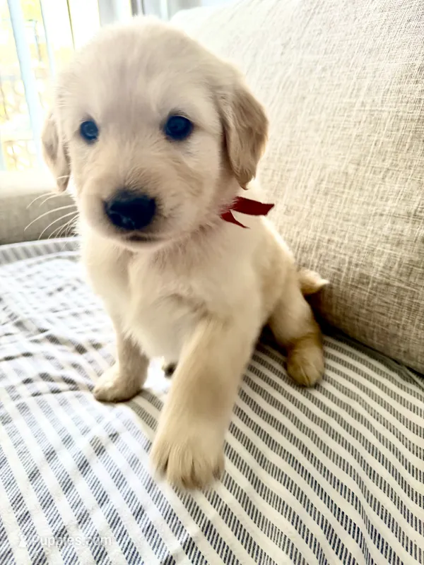 Red – Golden Retriever puppy for sale in Miami Lakes, FL