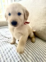 Red, a male Golden Retriever for sale in Miami Lakes, FL – 1 of 1