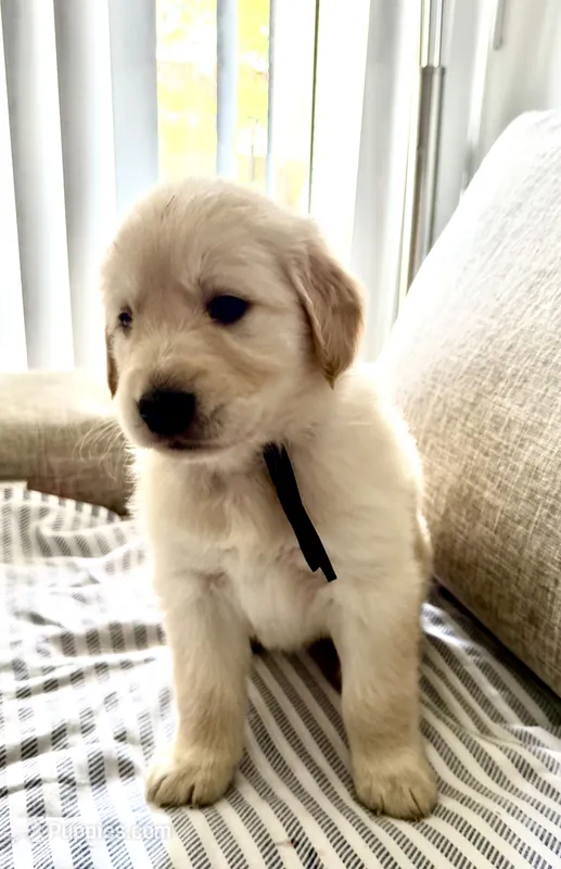 Blue – Golden Retriever puppy for sale in Miami Lakes, FL