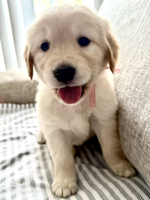 Rose – Golden Retriever puppy for sale in Miami Lakes, FL