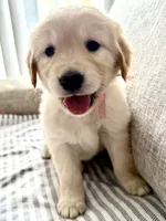Rose, a female Golden Retriever for sale in Miami Lakes, FL – 1 of 3