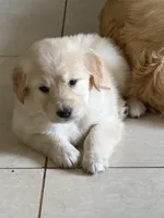 Rose, a female Golden Retriever for sale in Miami Lakes, FL – 2 of 3