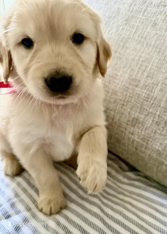 Pink – Golden Retriever puppy for sale in Miami Lakes, FL