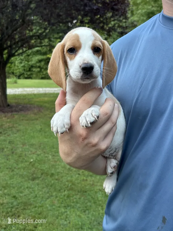 Dolly – Beagle puppy for sale in Appomattox, VA