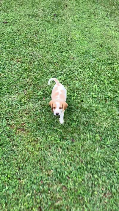 Sadie , a female Beagle for sale in Appomattox, VA – 6 of 7