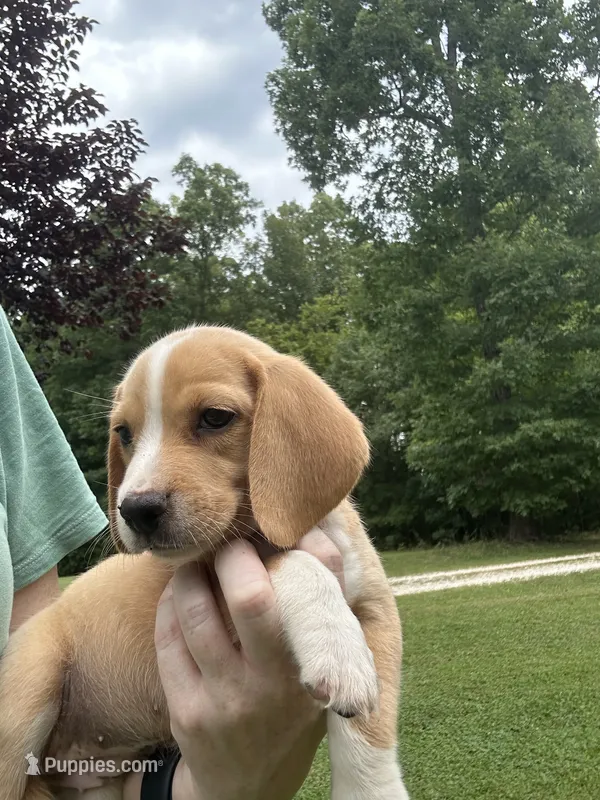 Honey  – Beagle puppy for sale in Appomattox, VA