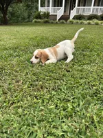 Sadie , a female Beagle for sale in Appomattox, VA – 1 of 7