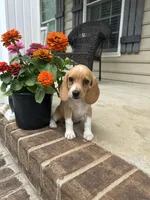 Honey , a female Beagle for sale in Appomattox, VA – 1 of 7