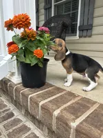 Charlie , a male Beagle for sale in Appomattox, VA – 2 of 5