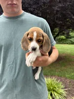 Charlie , a male Beagle for sale in Appomattox, VA – 3 of 5