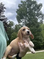 Honey , a female Beagle for sale in Appomattox, VA – 5 of 7