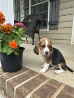 Charlie , a male Beagle for sale in Appomattox, VA – 5 of 5