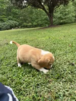 Honey , a female Beagle for sale in Appomattox, VA – 4 of 7