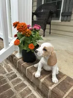 Teddy, a male Beagle for sale in Appomattox, VA – 6 of 7
