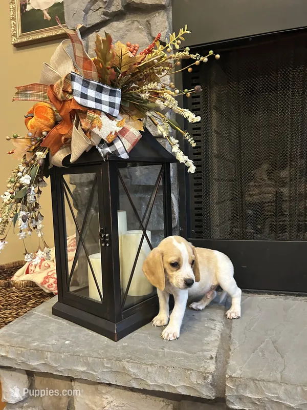 Charlie  – Beagle puppy for sale in Appomattox, VA