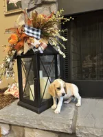 Charlie , a male Beagle for sale in Appomattox, VA – 1 of 8