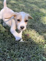 Chester , a male Beagle for sale in Appomattox, VA – 2 of 4