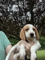 Sadie , a female Beagle for sale in Appomattox, VA – 3 of 7