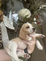 Charlie , a male Beagle for sale in Appomattox, VA – 3 of 8
