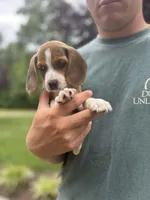 Charlie , a male Beagle for sale in Appomattox, VA – 4 of 5