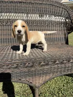 Chester , a male Beagle for sale in Appomattox, VA – 3 of 4