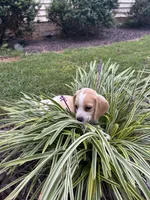 Charlie , a male Beagle for sale in Appomattox, VA – 2 of 8
