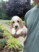 Teddy, a male Beagle for sale in Appomattox, VA – 2 of 7