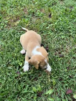 Honey , a female Beagle for sale in Appomattox, VA – 6 of 7