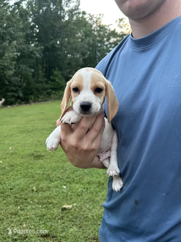Scout – Beagle puppy for sale in Appomattox, VA