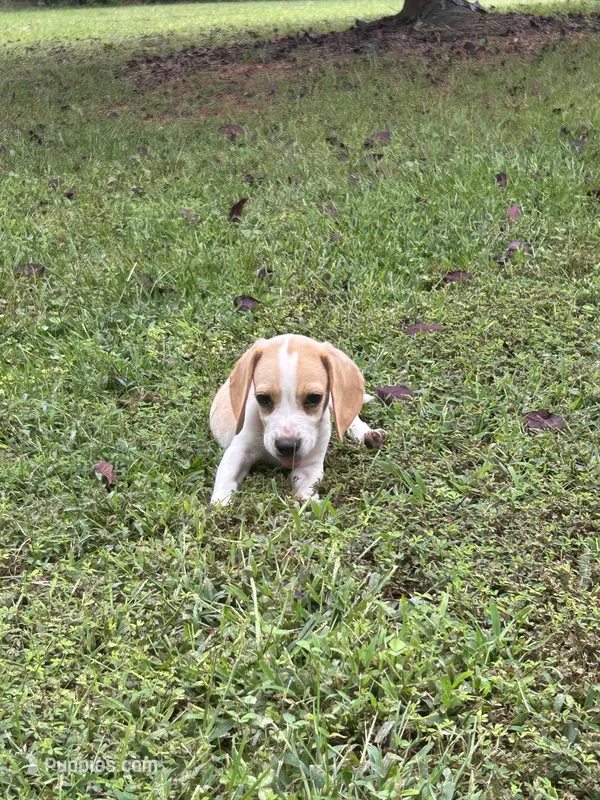 Scout – Beagle puppy for sale in Appomattox, VA