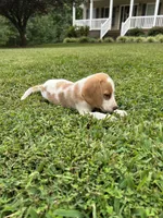 Sadie , a female Beagle for sale in Appomattox, VA – 5 of 7
