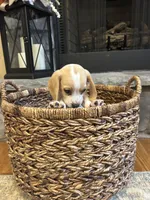 Charlie , a male Beagle for sale in Appomattox, VA – 5 of 8