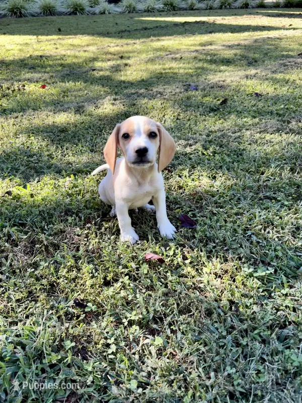 Chester  – Beagle puppy for sale in Appomattox, VA