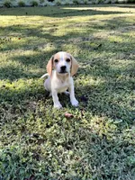 Chester , a male Beagle for sale in Appomattox, VA – 1 of 4