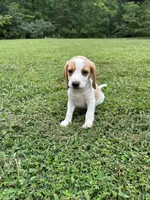 Sadie , a female Beagle for sale in Appomattox, VA – 2 of 7