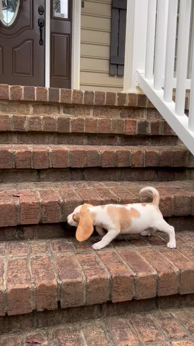 Sadie , a female Beagle for sale in Appomattox, VA – 7 of 7