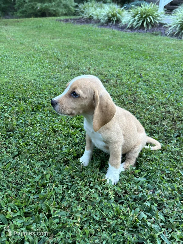 Honey  – Beagle puppy for sale in Appomattox, VA