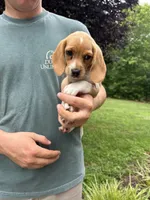 Honey , a female Beagle for sale in Appomattox, VA – 4 of 7